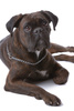 boxer dog - photo/picture definition - boxer dog word and phrase image