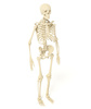 skeleton - photo/picture definition - skeleton word and phrase image