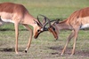 impala antelopes - photo/picture definition - impala antelopes word and phrase image