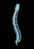 spine - photo/picture definition - spine word and phrase image