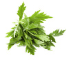 celery leaves - photo/picture definition - celery leaves word and phrase image