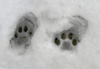 kitty footprint - photo/picture definition - kitty footprint word and phrase image