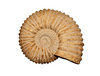 ammonites - photo/picture definition - ammonites word and phrase image