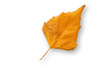 birch leaf - photo/picture definition - birch leaf word and phrase image