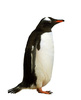 gentoo penguin - photo/picture definition - gentoo penguin word and phrase image