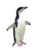 chinstrap penguin - photo/picture definition - chinstrap penguin word and phrase image