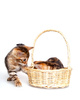 Bengal kittens - photo/picture definition - Bengal kittens word and phrase image