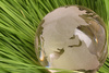 glass globe - photo/picture definition - glass globe word and phrase image