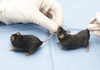 lab mice - photo/picture definition - lab mice word and phrase image