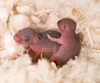 baby mice - photo/picture definition - baby mice word and phrase image
