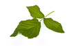 raspberry leaf - photo/picture definition - raspberry leaf word and phrase image