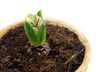 hyacinth bud - photo/picture definition - hyacinth bud word and phrase image