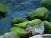 algae - photo/picture definition - algae word and phrase image