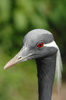 heron - photo/picture definition - heron word and phrase image