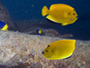 angelfish - photo/picture definition - angelfish word and phrase image
