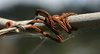 rusty wire - photo/picture definition - rusty wire word and phrase image
