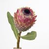 protea flower - photo/picture definition - protea flower word and phrase image