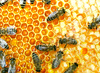 working bees - photo/picture definition - working bees word and phrase image