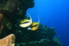 bannerfish - photo/picture definition - bannerfish word and phrase image