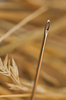 needle in hay stack - photo/picture definition - needle in hay stack word and phrase image