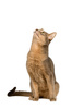 Abyssinian cat - photo/picture definition - Abyssinian cat word and phrase image