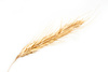 wheat ear - photo/picture definition - wheat ear word and phrase image