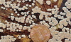 ceramic parchment mushrooms - photo/picture definition - ceramic parchment mushrooms word and phrase image