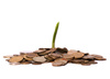 money sprouts - photo/picture definition - money sprouts word and phrase image