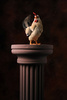chicken king - photo/picture definition - chicken king word and phrase image