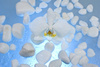 orchid petals - photo/picture definition - orchid petals word and phrase image