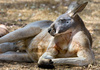 kangaroo - photo/picture definition - kangaroo word and phrase image