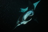 manta ray - photo/picture definition - manta ray word and phrase image