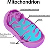 mitochondrion - photo/picture definition - mitochondrion word and phrase image