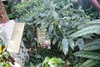 ceylon cinnamon plant - photo/picture definition - ceylon cinnamon plant word and phrase image