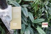 vanila plant - photo/picture definition - vanila plant word and phrase image