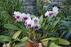 X Laeliocattleya - photo/picture definition - X Laeliocattleya word and phrase image