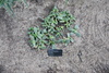 stone mimicry plant - photo/picture definition - stone mimicry plant word and phrase image