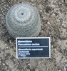 pincushion cactus - photo/picture definition - pincushion cactus word and phrase image