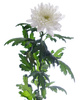 chrysantemum - photo/picture definition - chrysantemum word and phrase image