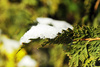 fallen snow - photo/picture definition - fallen snow word and phrase image