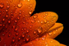 gerbera petals - photo/picture definition - gerbera petals word and phrase image