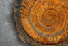 fossil - photo/picture definition - fossil word and phrase image