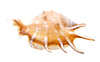 scallop shell - photo/picture definition - scallop shell word and phrase image