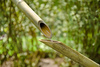 bamboo fountain - photo/picture definition - bamboo fountain word and phrase image