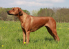 Rhodesian ridgeback dog - photo/picture definition - Rhodesian ridgeback dog word and phrase image