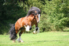 dancing horse - photo/picture definition - dancing horse word and phrase image