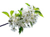 cherry flowers - photo/picture definition - cherry flowers word and phrase image