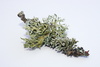 lichen - photo/picture definition - lichen word and phrase image
