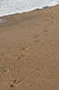 footprints - photo/picture definition - footprints word and phrase image