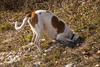 mongrel farmdog - photo/picture definition - mongrel farmdog word and phrase image